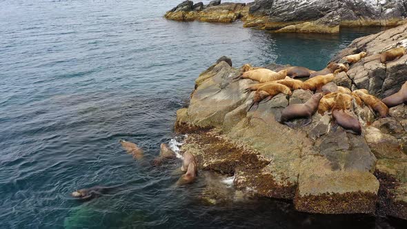 Steller's Sea Lions Rest and Fight on a Rocky Island in the East Sea