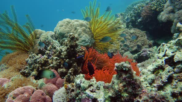 Coral Reef and Fishes Underwater