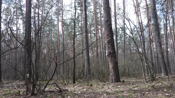 Forest Landscape Aerial View Slow Motion