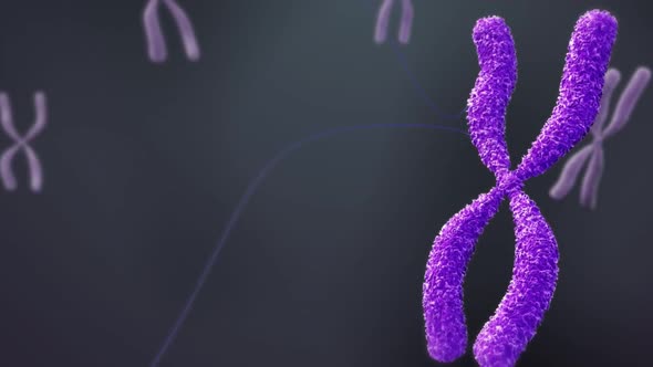 DNA stored in chromosomes animation