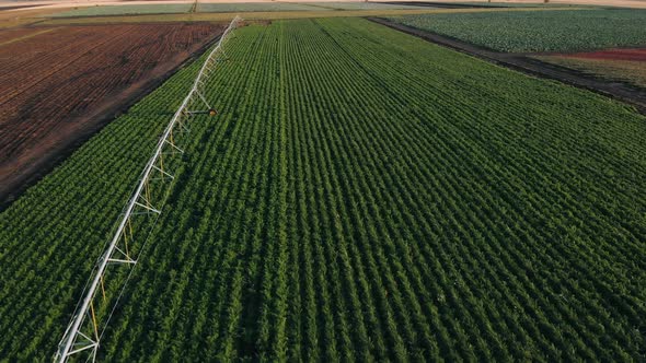 Industrial Farming Aerial Video Footage: Irrigation of Field in Summer. Drone Shot, Agriculture at