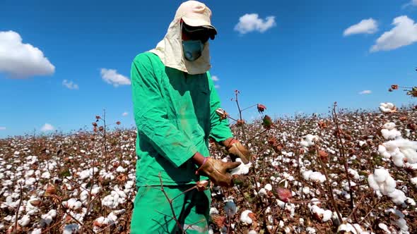 A laborer inspects the cotton on a cotton plant in a field