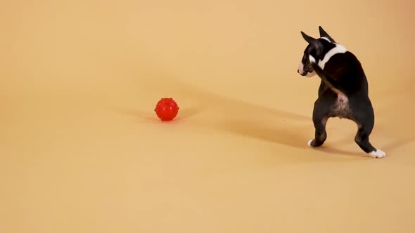 Active Little Bull Terrier Puppy Runs and Plays with a Red Toy Ball