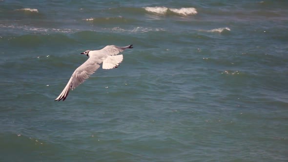 Slow Motion One Gull on Water Surface