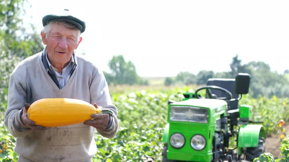 Gray Old Farmer Holding a Yellow Pumpkin in His Hands