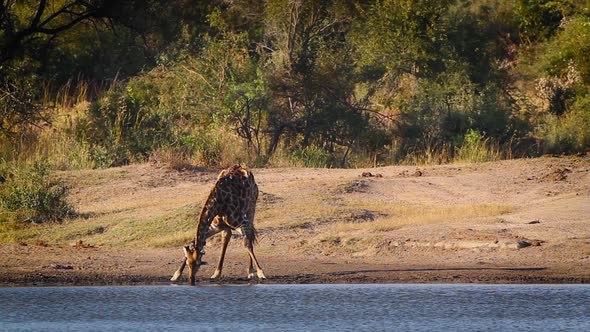 Giraffe in Kruger National park, South Africa