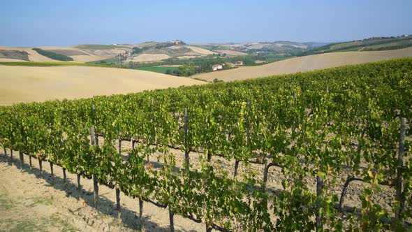 Vineyard Landscape in Tuscany , Italy