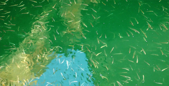 Fishes In The Sea alt