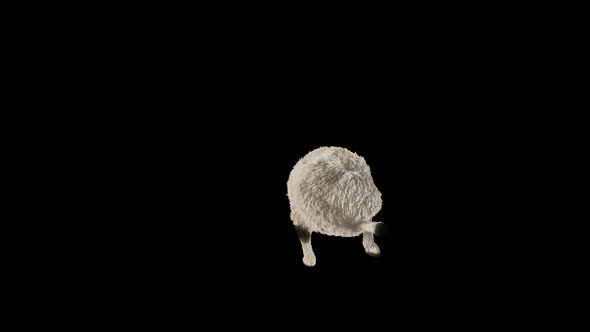 06 Sheep Dancing HD