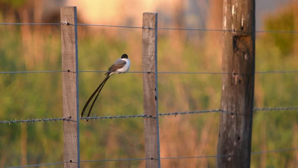 Fork-tailed Flycatcher (Tyrannus savana) is seen perched on a wire fence in the field during golden