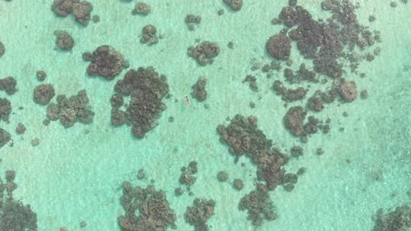 Aerial slow motion: woman snorkeling on coral reef tropical sea from above