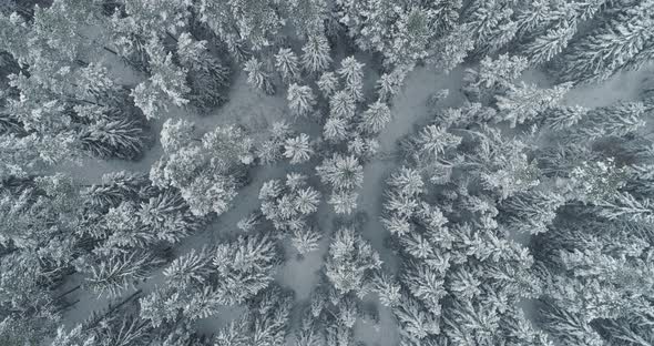 Aerial View of Winter Forest Snow Covered Frozen Trees Top Down Drone Shot