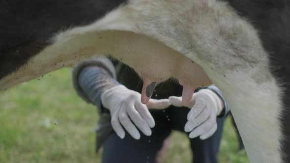 A Woman Closeup Is Milking a Cow in the Meadow.