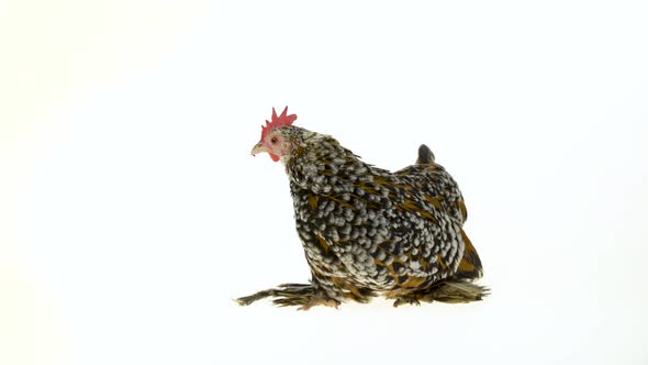 Hen Milfler Isolated at White Background in Studio