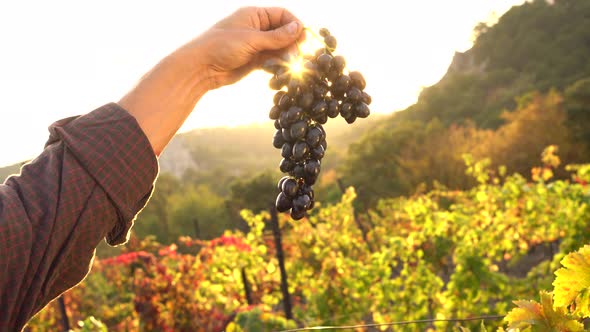 Ripe juicy bunch of red grapes in farmer hand. Sunset rays