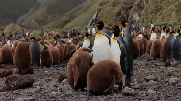 King Penguins On South Georgia Island