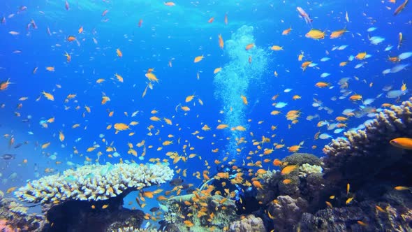 Diver Bubbles Underwater Blue Sea