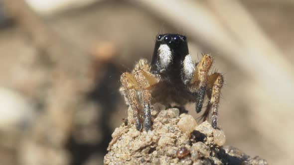 Jumping Spider Close Up