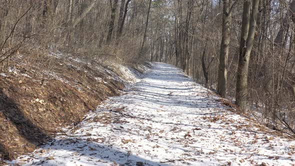 Trail in the woods by winter morning 4K aerial video