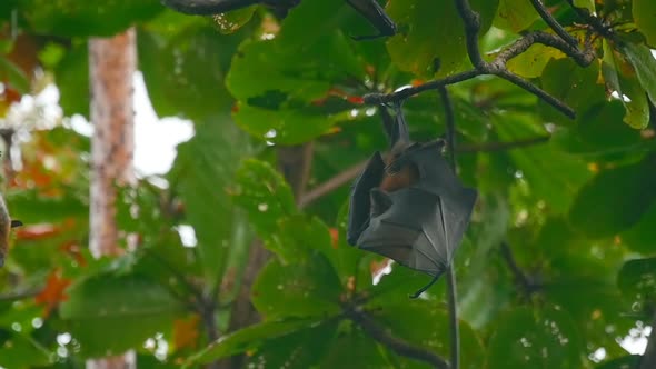 Flying Foxes Hanging on a Tree Branch and Washing Up