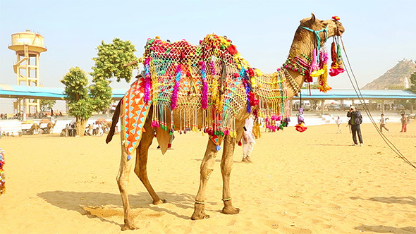 Decorated Camel