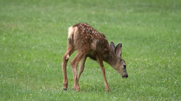 Mule deer fawn with spots grazing on grass walking through park