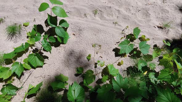 Panning shot of green colored leaves of plant growing out of sandy beach in nature. Beautiful sunny