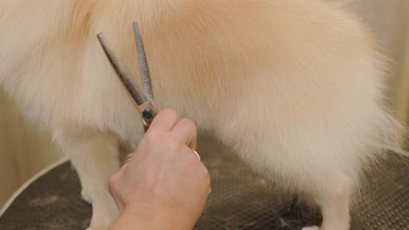 Happy cute white Pomeranian Dog getting groomed at salon. Professional cares for a dog