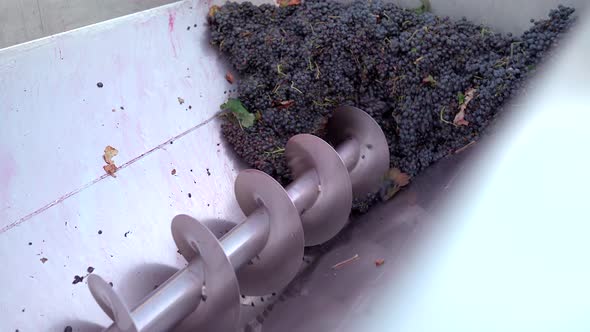 Harvested grapes being crushed in screw at winery