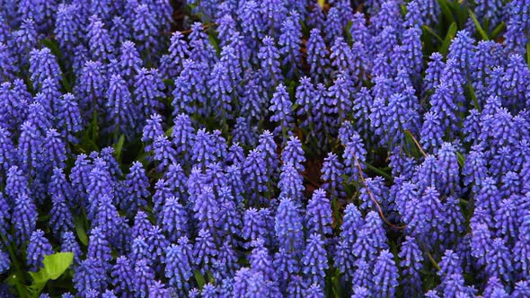 Blue Muscari armeniacum flowers background