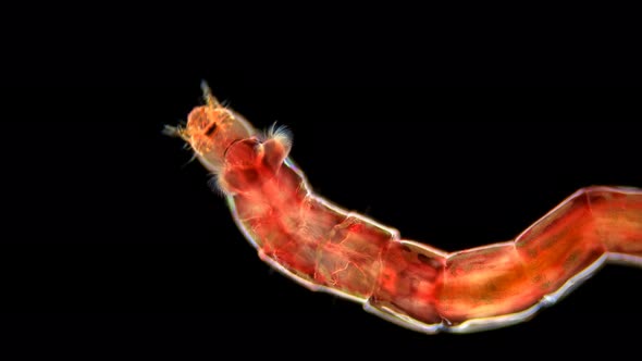 Mosquito Larva Chironomus Sp