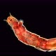 Mosquito Larva Chironomus Sp - VideoHive Item for Sale