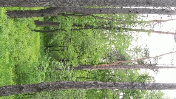 Vertical Video of a Forest with Pine Trees