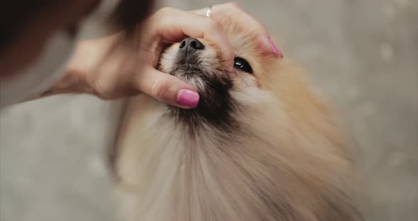 Bathing, Grooming, Drying Dogs in the Grooming Salon. Animal Care