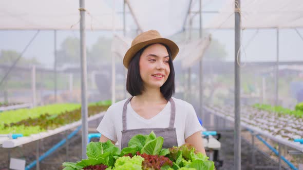 Beautiful farmer girl carrying box of vegetables green salad in hydroponic greenhouse farm.