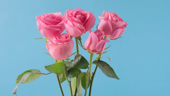 Dolly Shot Bouquet of Pink Rose Flowers on Blue Background