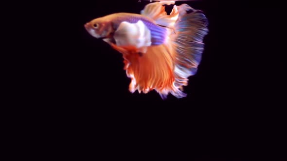 Siamese Fighting Fish Betta Splendens 15