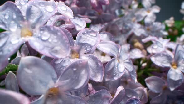 Wet Lilac Blossom Flowers