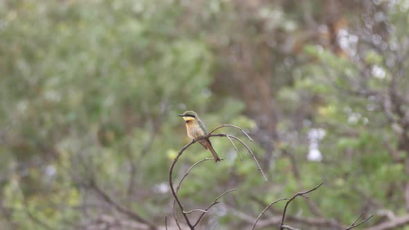 Little bee-eater on a branch 