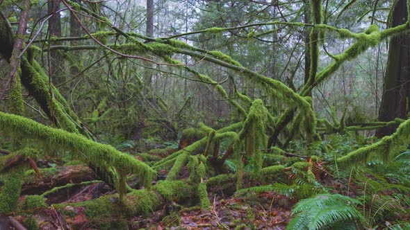 Rain Forest in British Columbia Canada