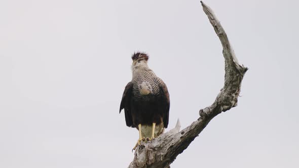 Solo wild crested caracara, caracara plancus perching on a snag, turning its head around trying to c