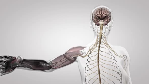 The Human nervous system 3d medical animation