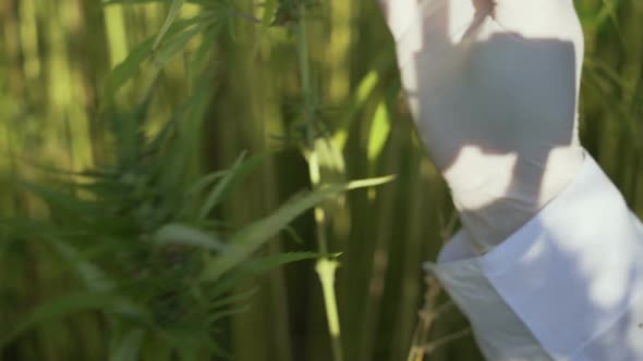 Worker Checking Green Bushes Of Hemp Used For Medicine