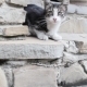 Kitten On The Staircase - VideoHive Item for Sale