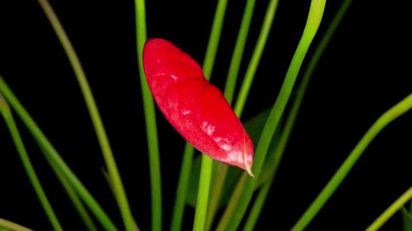 Time Lapse of Opening Red Anthurium Flower