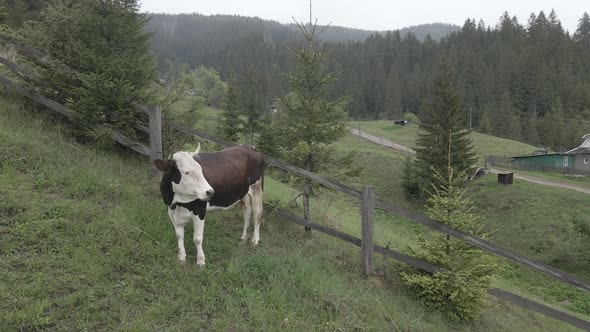 A Cow in the Mountains. Slow Motion. Carpathians. Ukraine. Aerial. Gray, Flat