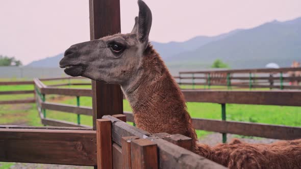 Brown Lama in Zoo