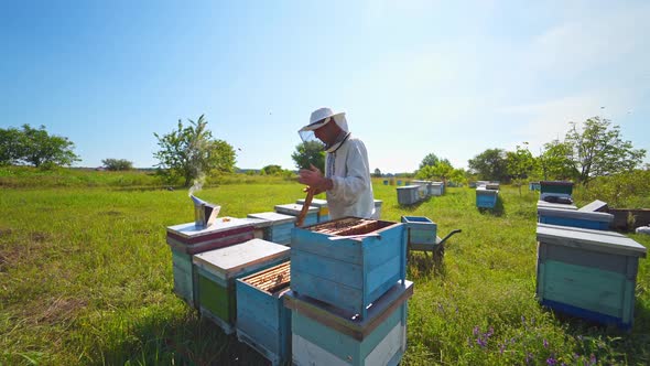 Apiary on field. Beekeeper holds a honey frame with bees in hands.