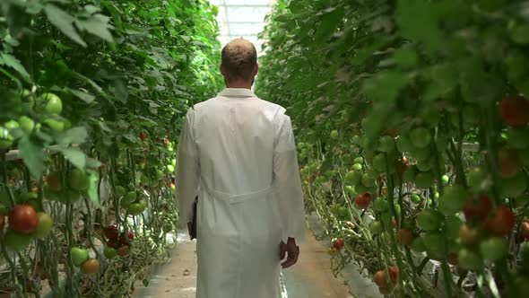 Hydroponic Greenhouse of Man Walking on Plantation with Tomato Vegetables and Holding Tablet Spbd