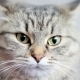 Frightened Cat - VideoHive Item for Sale